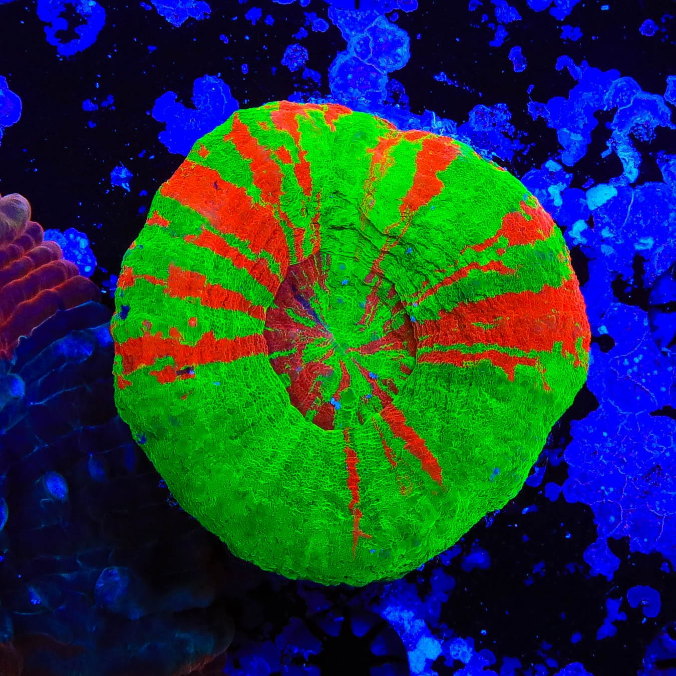 Bleeding Apple Scoly Coral - Vibrant LPS Coral for Saltwater Aquariums | Perfect for Reef Tanks & Marine Displays
