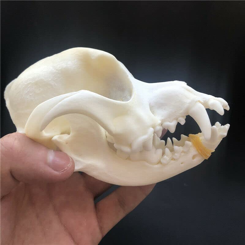 Real Dog Skull Taxidermy Specimen - Authentic Animal Bones for Science Education, Unique Gift & Home Office Decor - Perfect for Halloween, Biology Class & Gothic Decor (10)