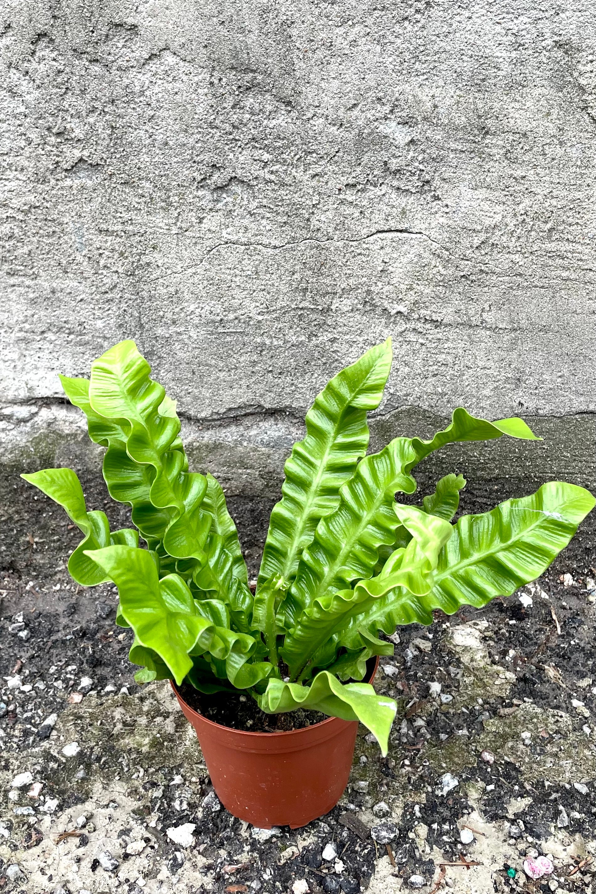 Asplenium Nidus 'Crispy Wave' Fern - 4 Inch Live Indoor Air Purifying House Plant for Home, Office & Bathroom Decor | Low Maintenance Tropical Houseplant for Beginners