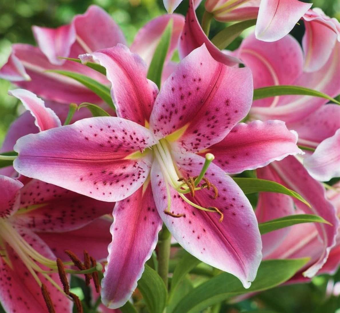 20 Stargazer Lily Bulbs - Large Fragrant Flowers for Garden Planting | Perfect for Bouquets, Weddings & Home Decor