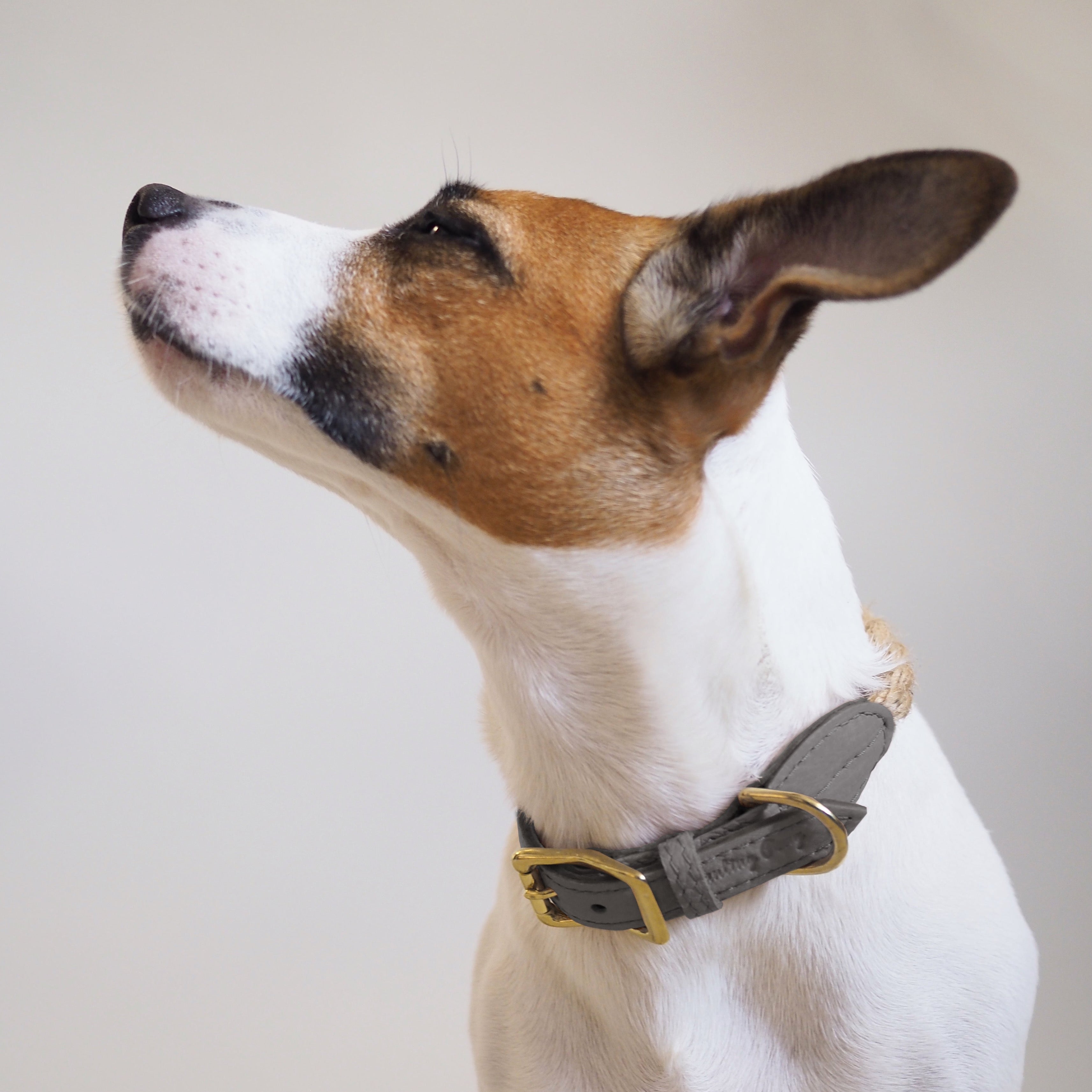 Premium Dog Collar with Pony Graphite Design - Durable & Stylish Pet Accessory for Walking, Training, and Outdoor Adventures