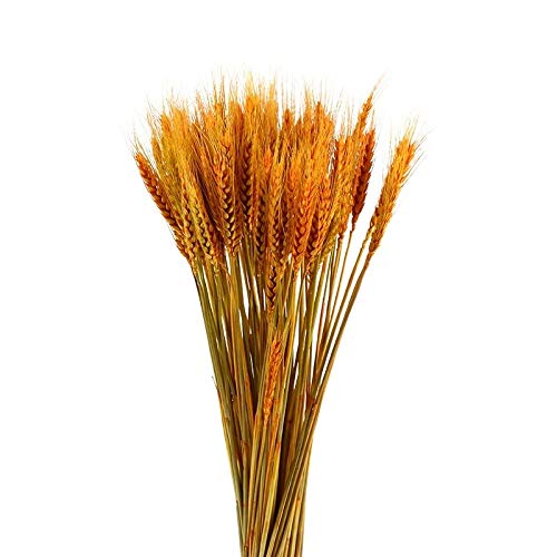 50Pcs Natural Dried Wheat Ear Flowers - Golden Wheat Bouquet for Wedding Decor, Party Centerpieces, DIY Crafts, Scrapbooking & Rustic Home Decorations - Perfect for Fall Weddings, Thanksgiving Table Settings and Farmhouse Style Home Styling