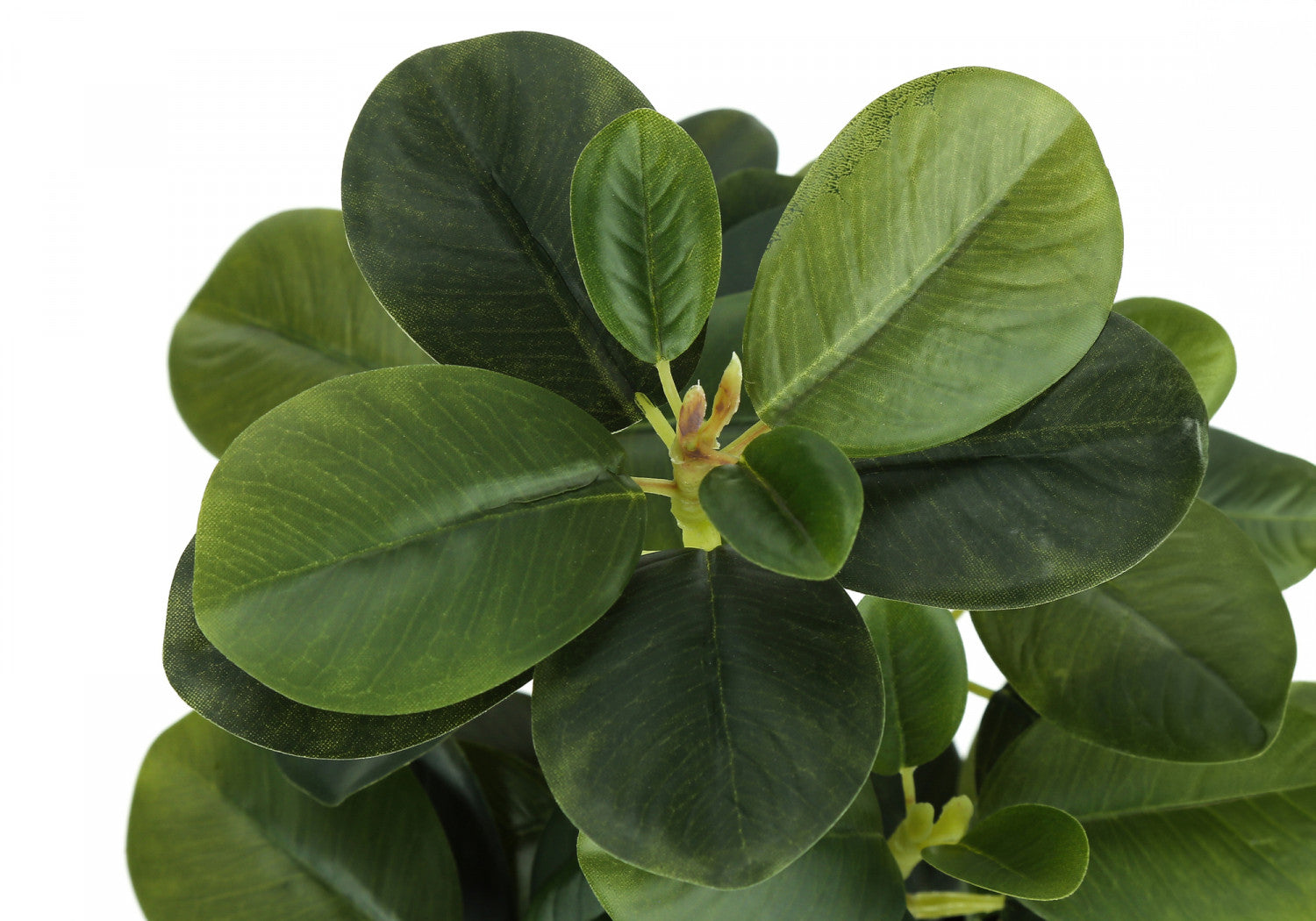 14 Inch Ficus Elastica Rubber Plant with 4 Inch Black Pot - Set of 2 Indoor House Plants for Home Office Decor, Living Room, Bedroom