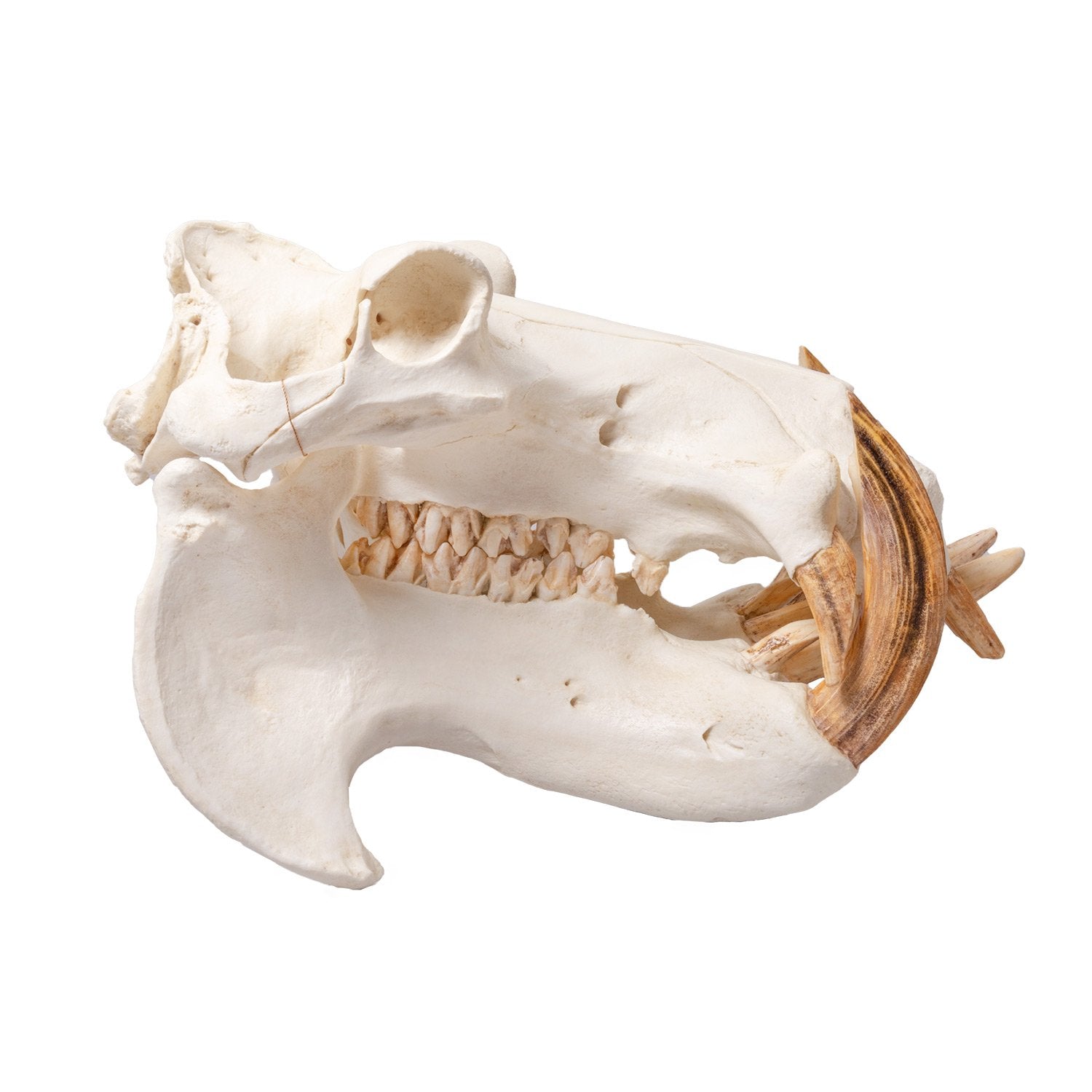 Replica Hippopotamus Skull - Lifelike Animal Skull Model for Home Decor, Educational Display & Halloween Props | Durable Resin Casting for Collectors & Science Enthusiasts