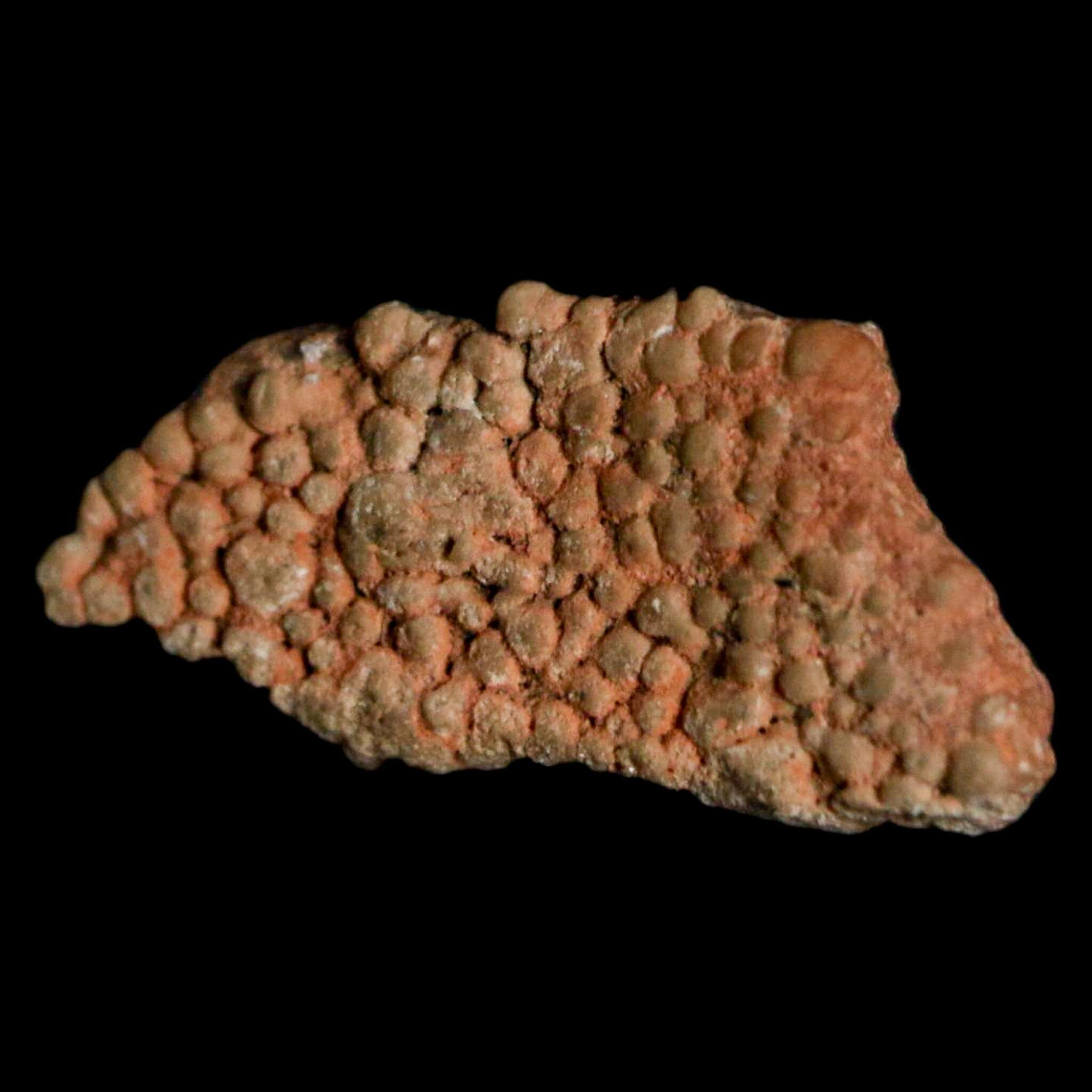 Authentic 0.6 Megaloolithus Titanosaur Dinosaur Fossil Egg Shell from Bouches-du-Rhône, France - Rare Collector's Item for Museum Display & Paleontology Enthusiasts | Perfect for Educational Exhibits, Home Decor, and Science Collections