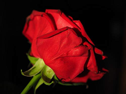 20x30 Inch Laminated Red Rose Blossom Poster - Vibrant Floral Wall Art for Home Decor | Perfect for Living Room, Bedroom & Office Framing