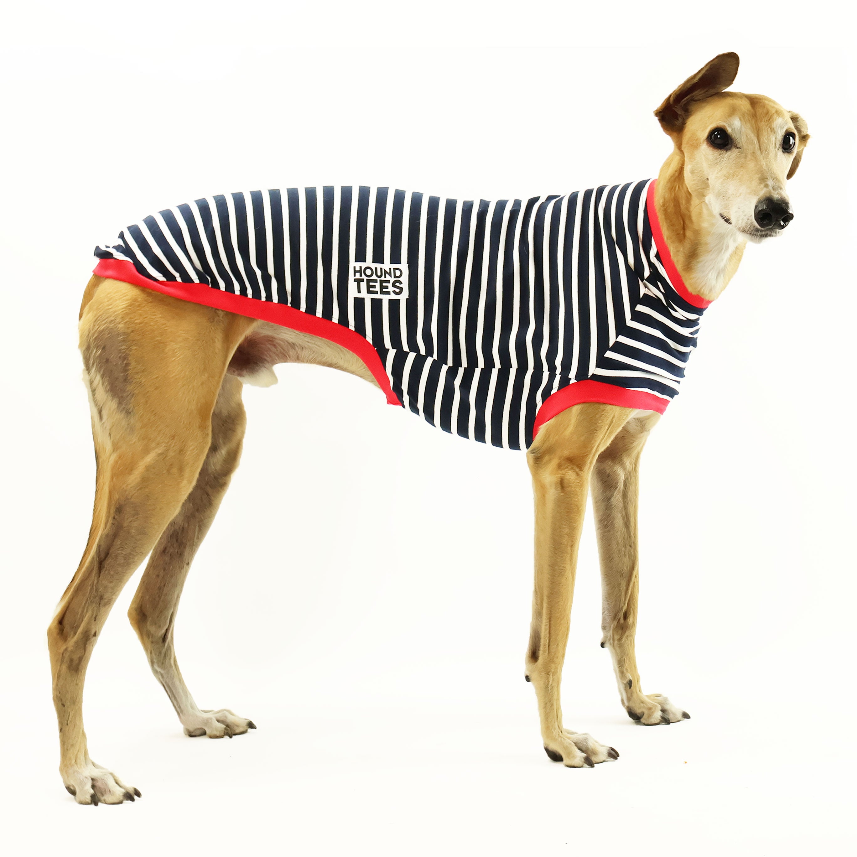 **Aussie Greyhound Sleeveless Hound T-Shirt - Breathable & Comfortable Dog Lover Apparel for Summer Walks & Outdoor Adventures**