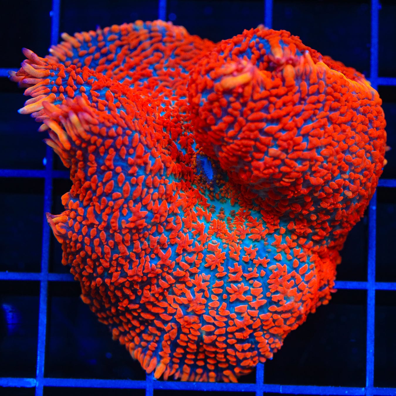 Fire Engine Red Rhodactis Mushroom Coral for Saltwater Aquariums – Perfect for Reef Tanks and Marine Displays