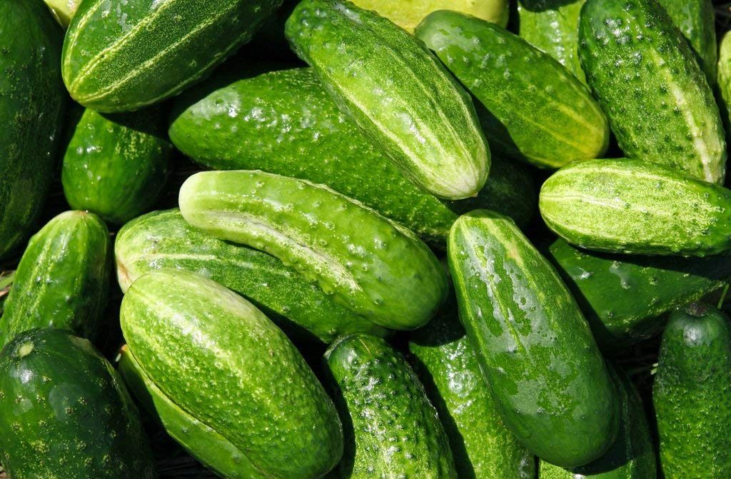 500 Count Cucumber Seeds for Home Gardening - Cool Beans N Sprouts Brand | Grow Fresh Cucumbers for Salads, Pickling & Healthy Snacks