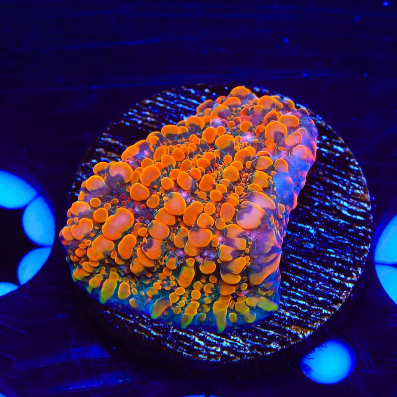 Premium CC Cloudberry Chalice Coral for Saltwater Aquariums - Vibrant Live Coral for Reef Tanks & Marine Aquascaping | Perfect for Beginners & Advanced Hobbyists