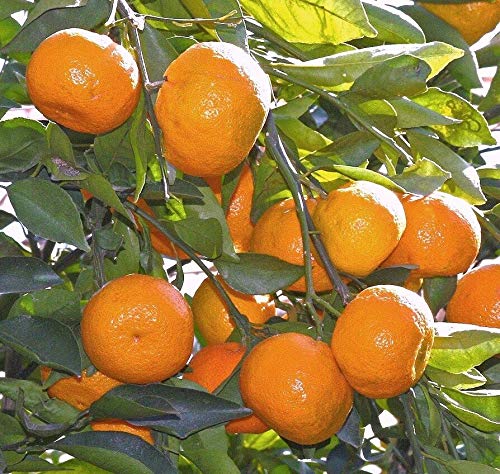 Satsuma Fruit Tree Live Plant - Easy to Grow Citrus Tree for Home Garden, Patio, or Indoor Planting | Fresh, Sweet Oranges | Perfect for Landscaping & Organic Gardening