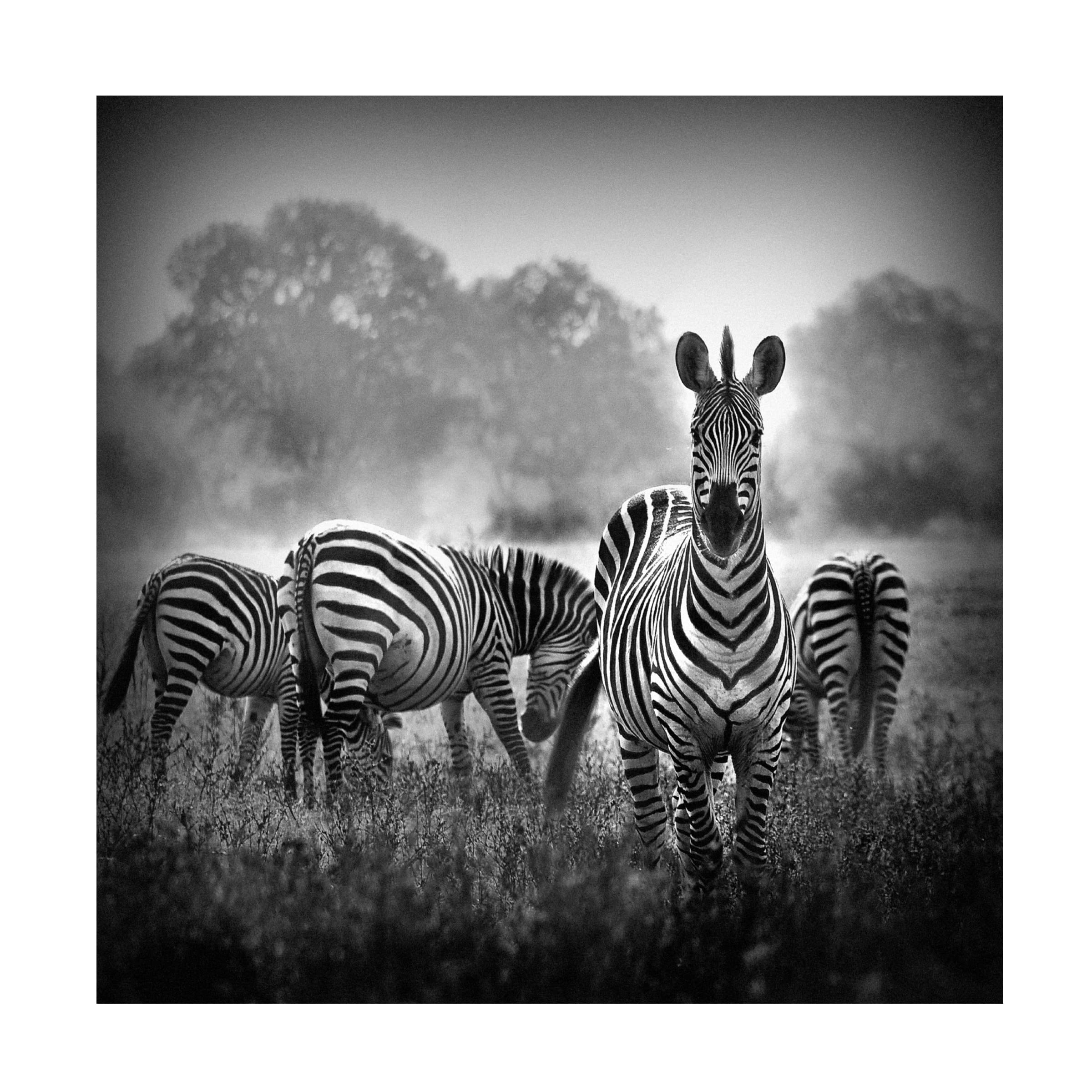 WildPhotoArt 'Stallion In A Pin Stripe Suit' Canvas Wall Art Print - Modern Equestrian Home Decor for Living Room, Bedroom & Office
