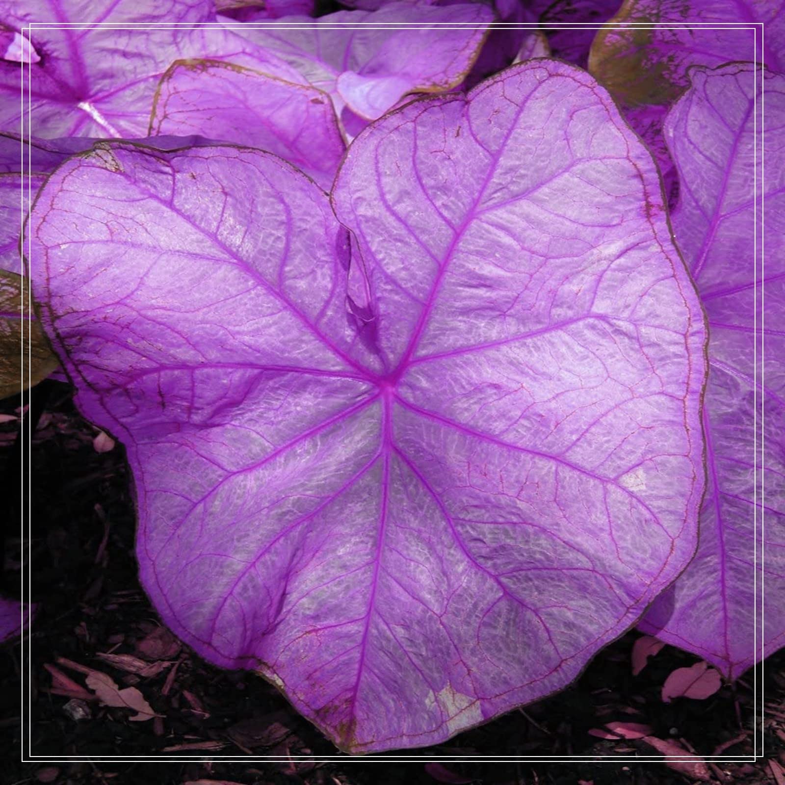 Alocasia Elephant Ear Bulbs - Colocasia Taro Bulbs for Planting (20 Pack) | Perennial Garden Plants for Outdoor Decor & Landscaping | Perfect for Tropical Gardens, Poolside Planting & Backyard Beautification