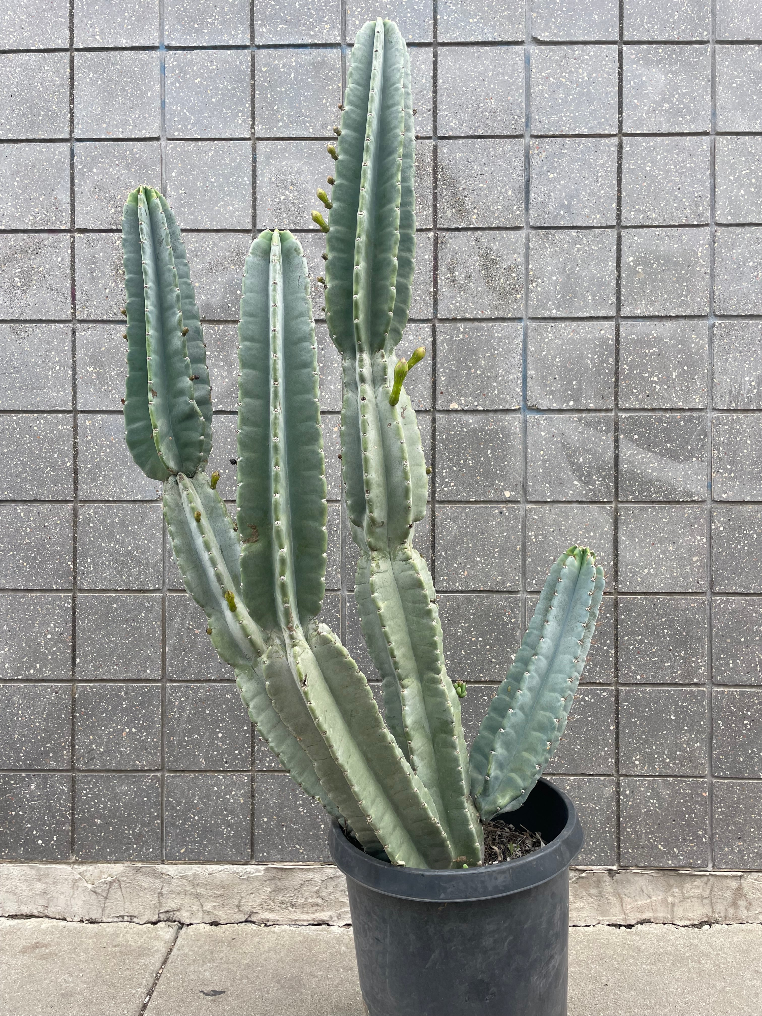 Buy Cereus Peruvianus #15 - Live Cactus Plant for Home & Garden Decor, Office Desk, or Succulent Collection