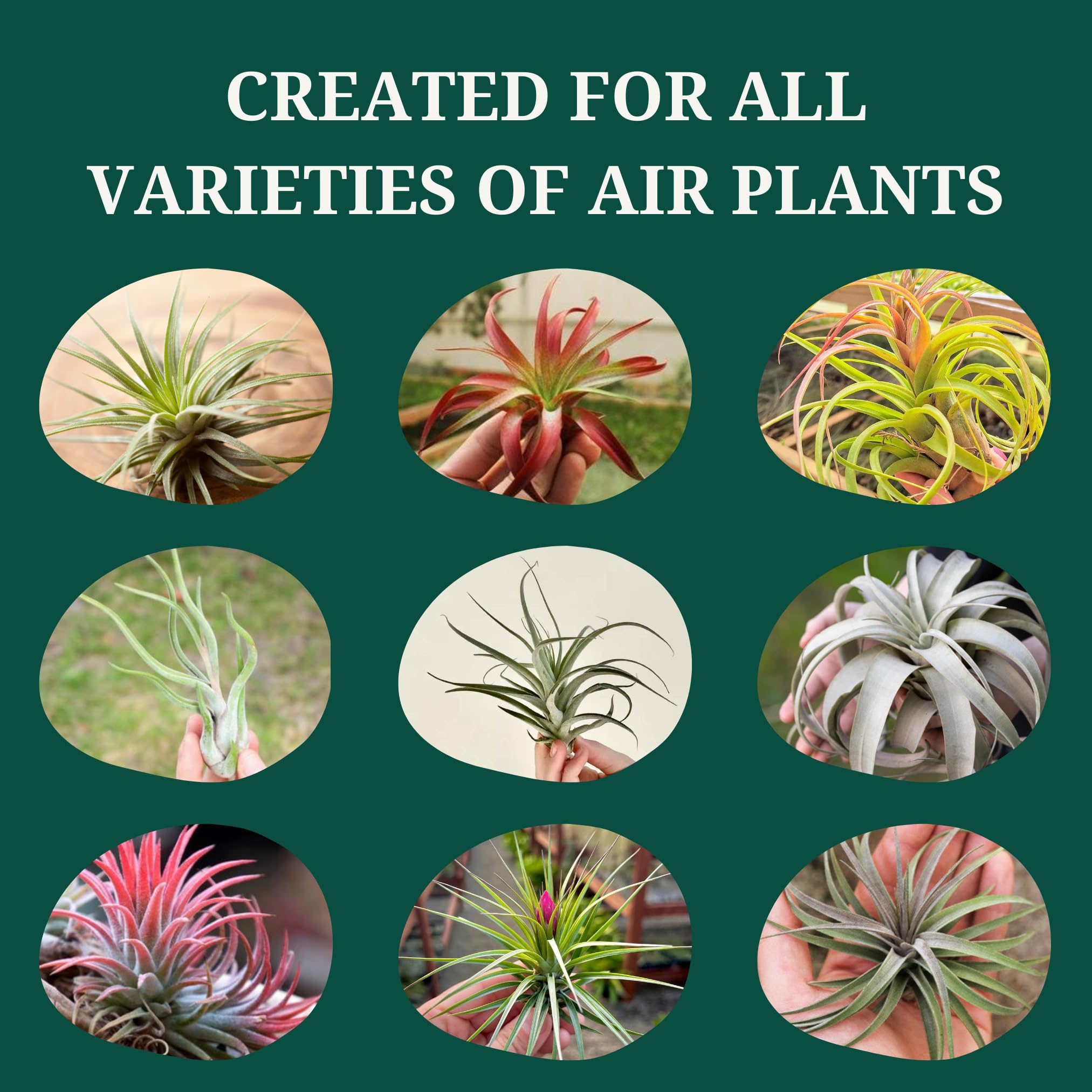 Cute Farms Tillandsia Air Plant Fertilizer - Gentle Weekly Use Plant Food with Care Guide | 8 oz. Spray Bottle for Healthy Growth | Perfect for Home, Office & Terrarium Decor