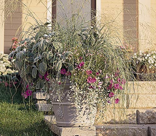 Outsidepride 1000 Seeds - Eragrostis Elliotii Blue Love Grass (Perennial Ornamental Grass) for Landscaping, Garden Borders & Drought-Tolerant Yards | Easy to Grow Flower Seeds for Home Gardeners
