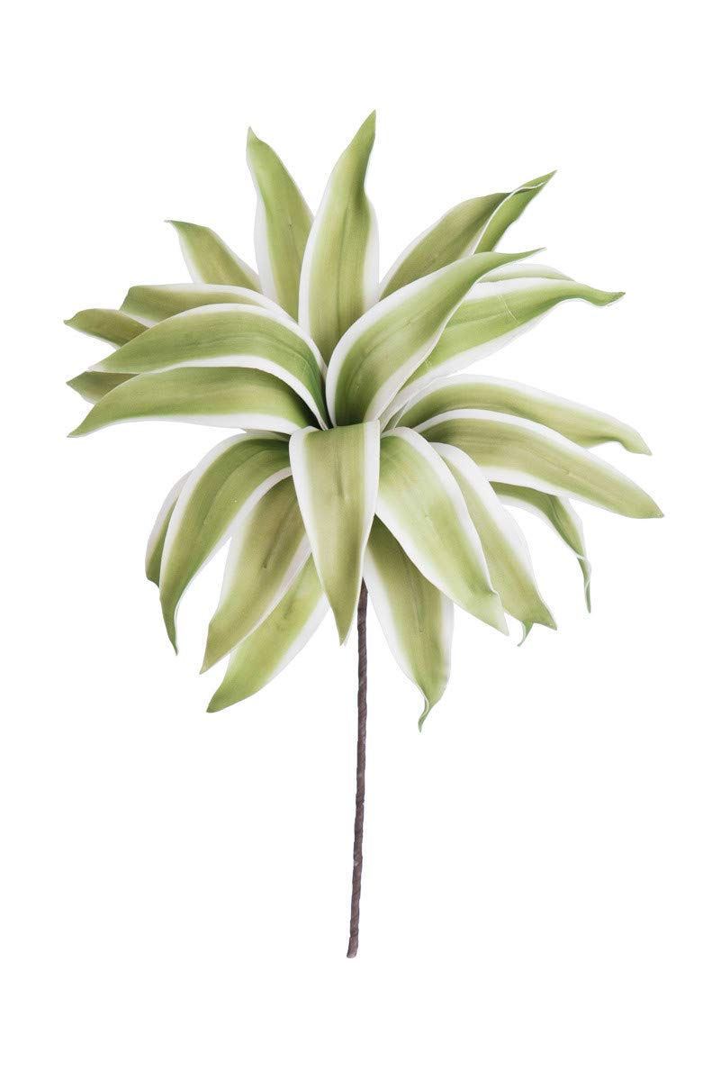 Kalalou Drapy Stonecrop Succulent Plant - Green Live Houseplant for Home Decor, Office Desk, or Garden Arrangement