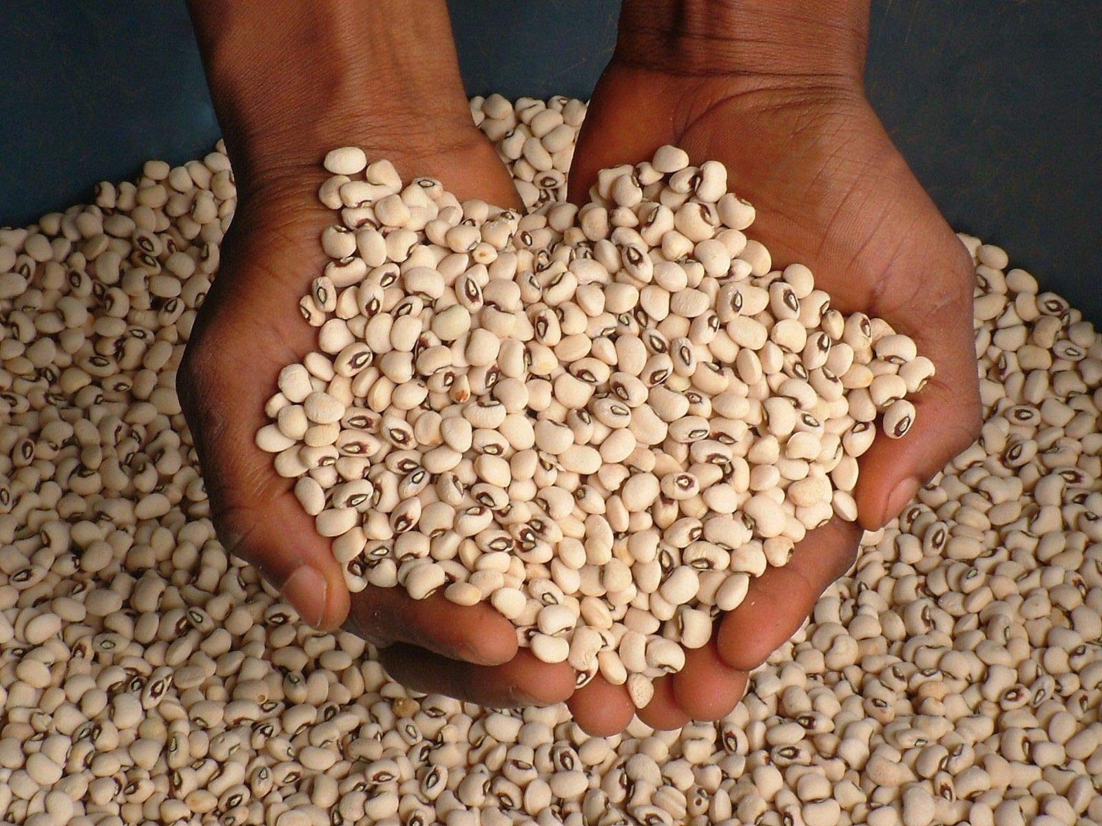 500 Blackeye Pea Seeds - Heirloom Southern Cowpeas | Non-GMO, Organic | Perfect for Home Gardening, Soups & Southern Recipes