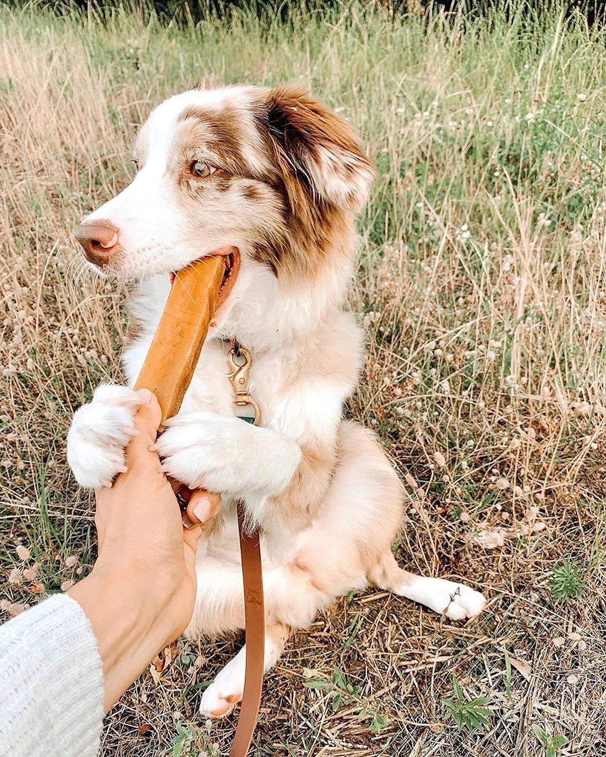 **Premium Himalayan Yak Cheese Dog Chews - All Natural, High Protein Treats for Large Breed & Aggressive Chewers - EcoKind Gold (5 lb, 20+ Chews) - Perfect for Training Rewards & Dental Health**