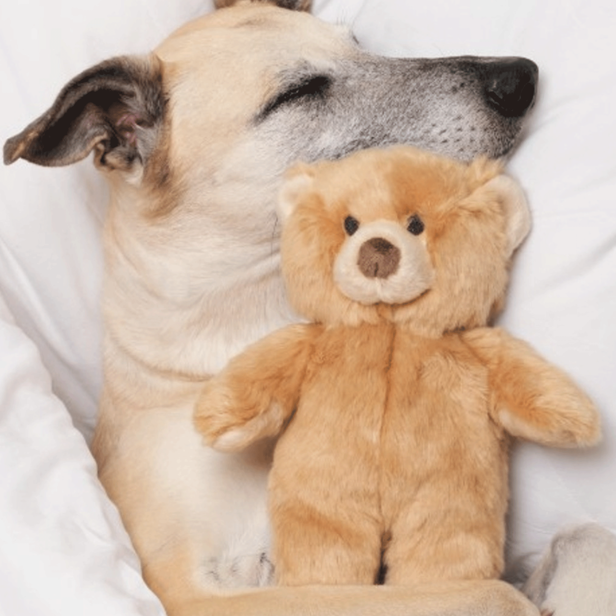 Fluff & Tuff Mr. Honey Bear Plush Dog Toy - Durable Chew-Proof Stuffed Animal for Small & Large Dogs - Perfect for Indoor Play, Cuddling & Training Sessions
