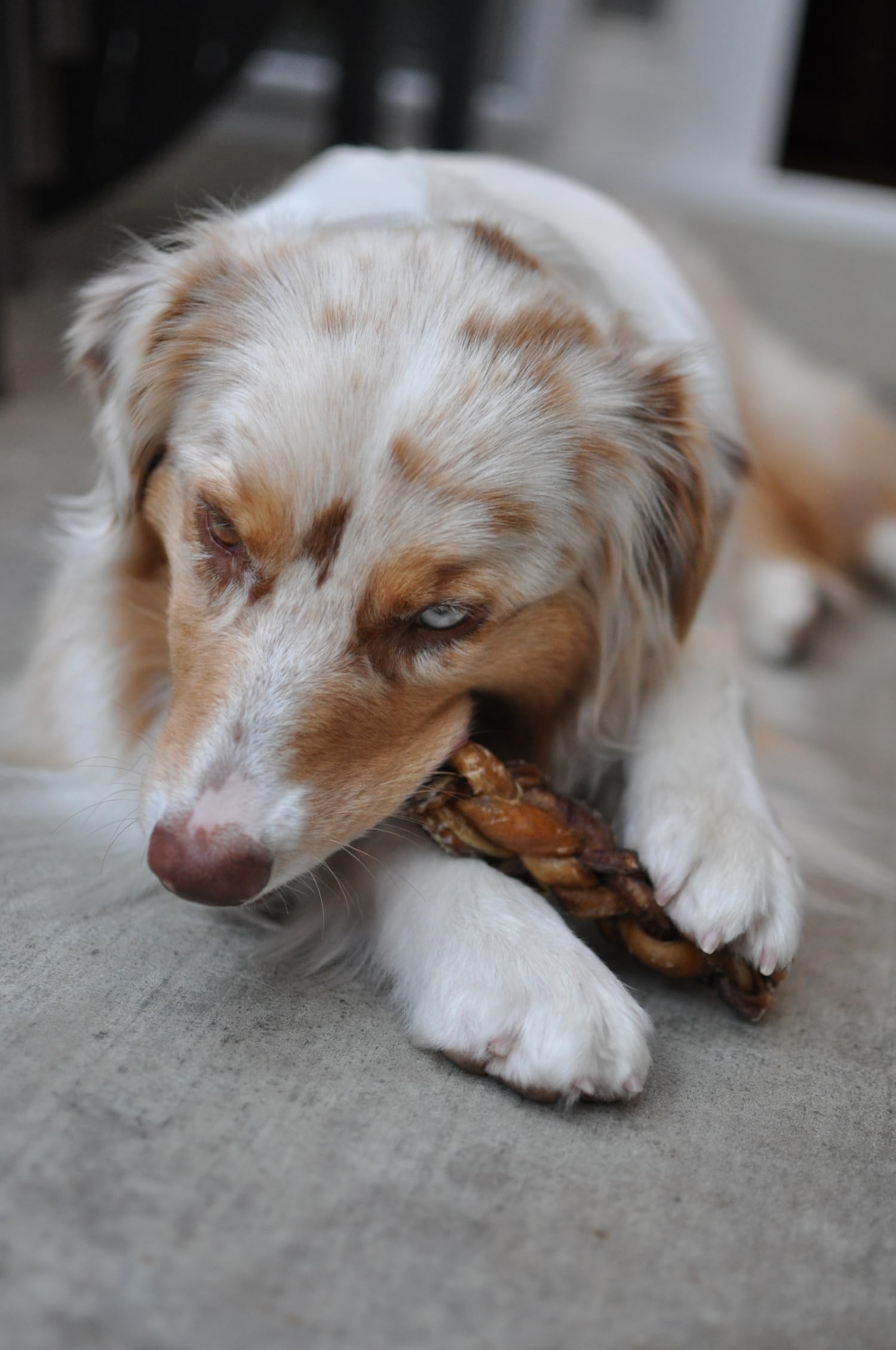 Redbarn All-Natural 7-Inch Braided Bully Sticks for Dogs - Premium Slow-Roasted Long-Lasting Beef Chews - 100% Beef Single-Ingredient Dog Treats - Low Odor Rawhide-Free Dental Chews (8 Count) - Great for Teething Puppies, Aggressive Chewers & Dental Health - Packaging May Vary