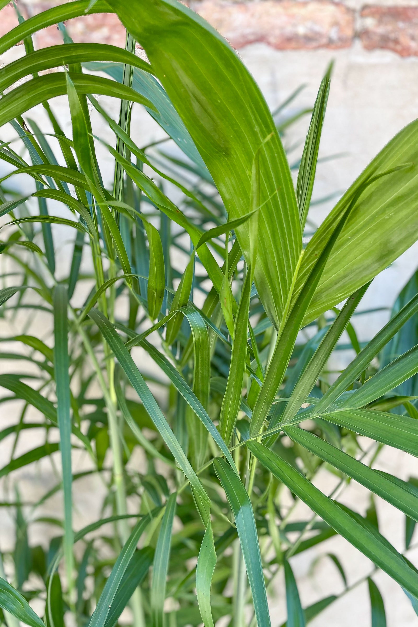 Chamaedorea seifrizii Bamboo Palm - 10