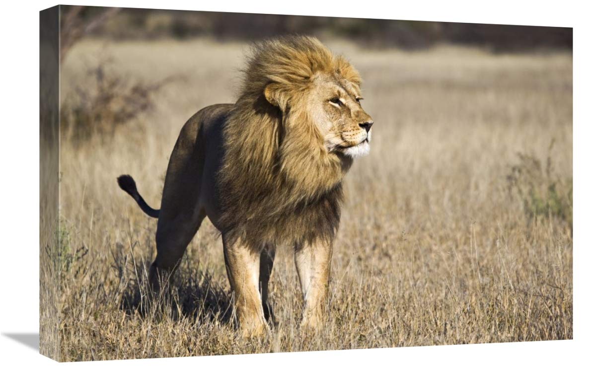 African Lion Male Canvas Art - Khutse Game Reserve Botswana Wildlife Print - 24x16 Inches Wall Decor for Living Room, Office & Safari Theme