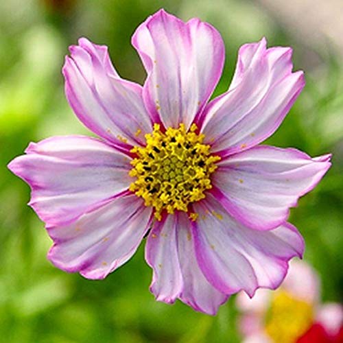 Cosmos 'Picotee' Flower Seeds - Magenta Pink & Rose Edged Blooms, Grows 3-5 Feet Tall (200 Seeds) for Garden Borders, Cut Flowers & Pollinator Gardens