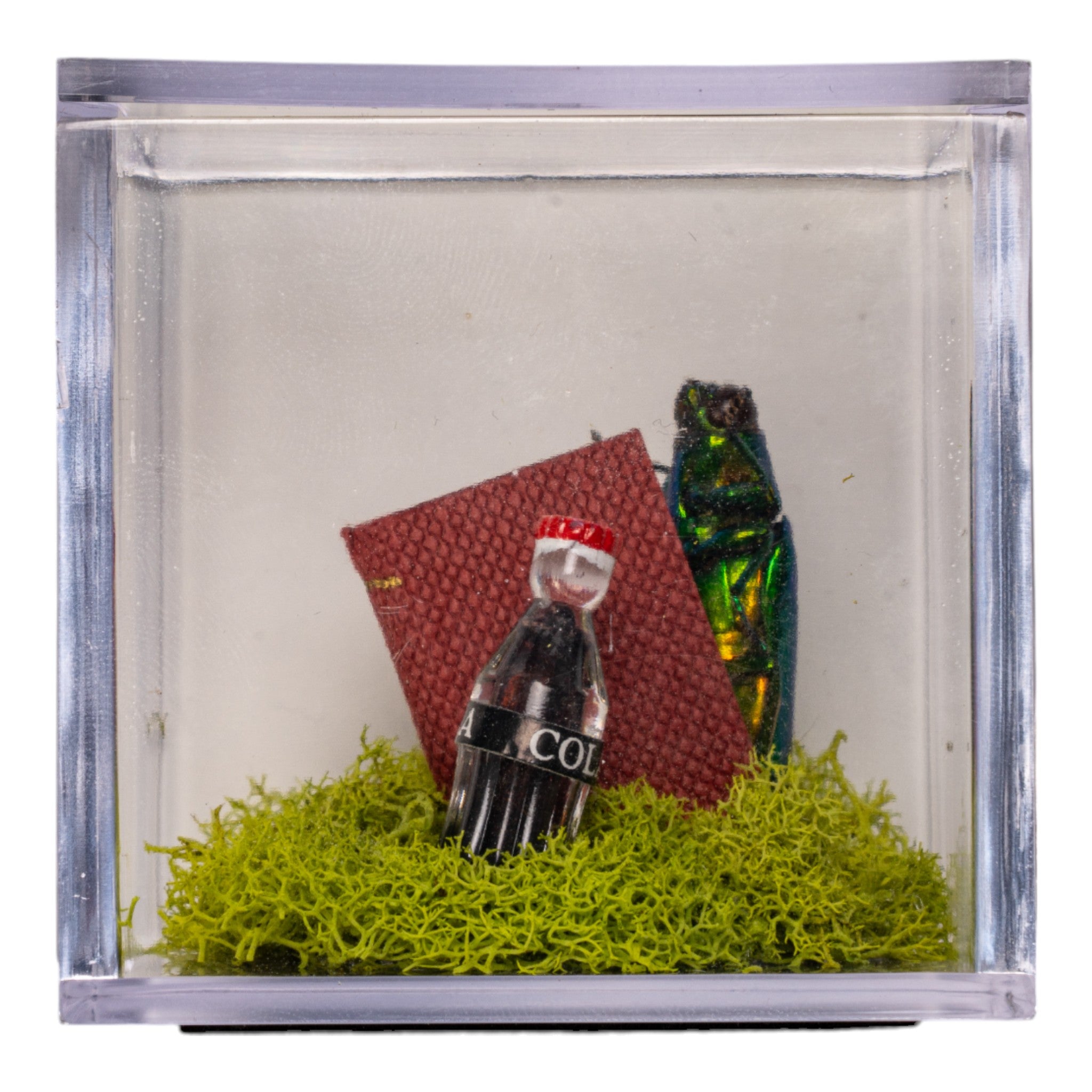 Real Jewel Beetle Terrarium - Stunning Natural Decor for Home & Office | Unique Insect Display for Nature Lovers & Collectors