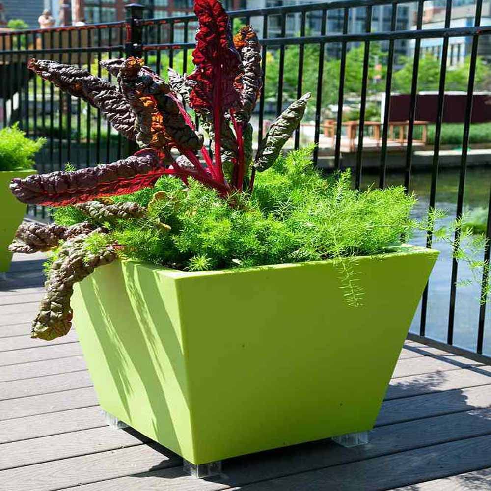 Outsidepride Asparagus Fern Sprengeri Seeds - 100 Count for Container, Pot & Window Box Planting | Evergreen Foliage Houseplant | Perfect for Indoor Decor, Office Plants & Hanging Baskets