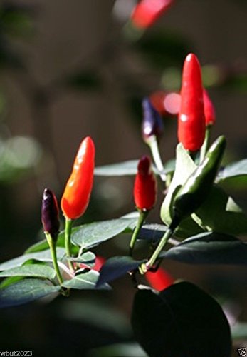 **Rare Heirloom Indian Pequin Chili Seeds (Capsicum Annum) - Extremely Hot & Spicy - 30 Seeds Pack - Perfect for Home Gardening, Cooking, and Hot Sauce Making**