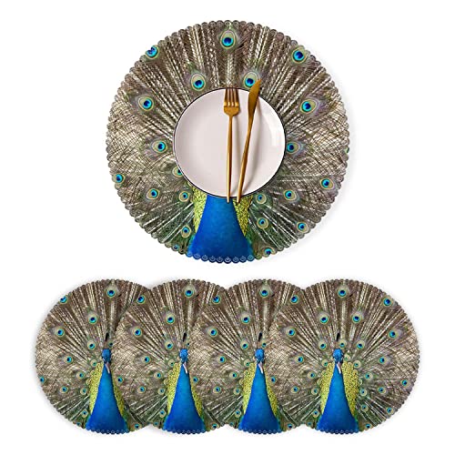 Peacock Opens Its Tail