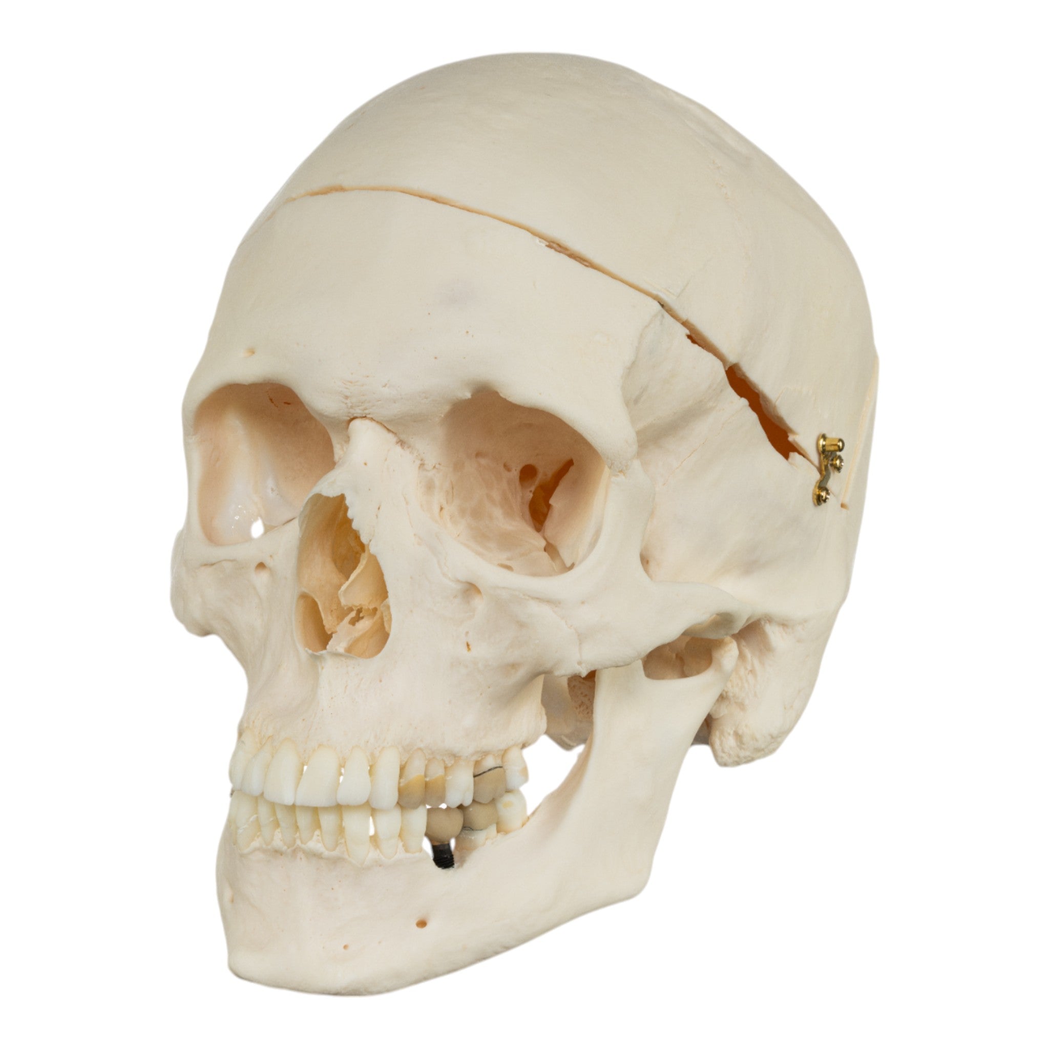 Premium Anatomical Human Skull Model for Medical Research & Pathology Studies - Ideal for Medical Training, Classroom Education & Forensic Analysis