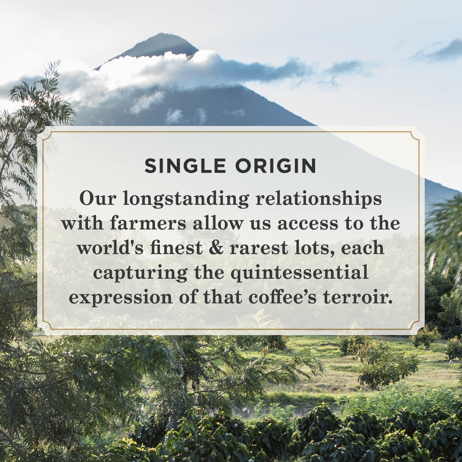 Peet's Coffee Single Origin Colombia Dark Roast Ground Coffee - 10.5oz Bag for Rich Flavor & Aroma | Perfect for Home Brewing, Office Use & Gifts