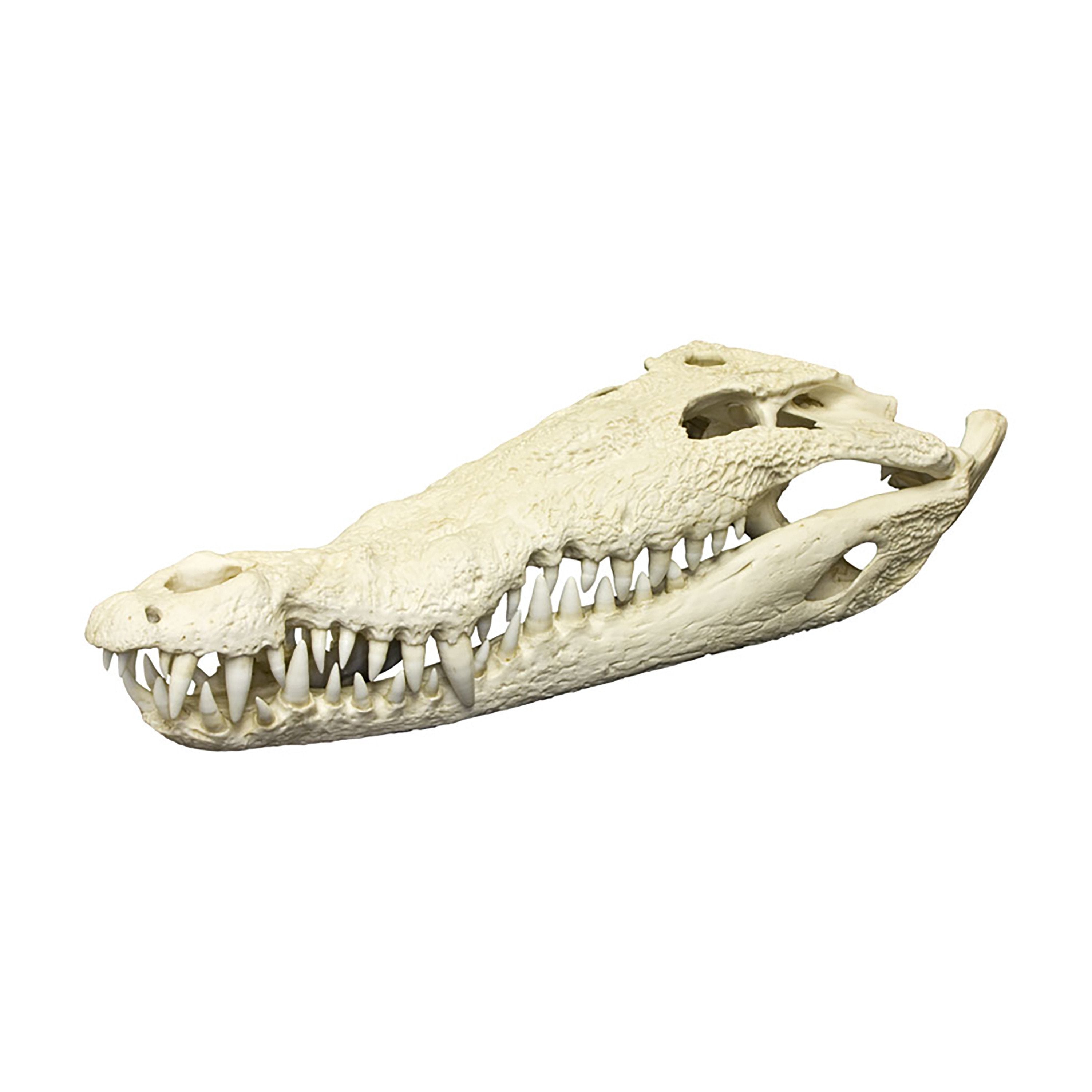 Authentic-Looking Replica American Crocodile Skull - 33.5 Inch Lifesize Decoration for Home, Office & Halloween Props | Paleontology Study, Horror Decor & Gift for Fossil Collectors
