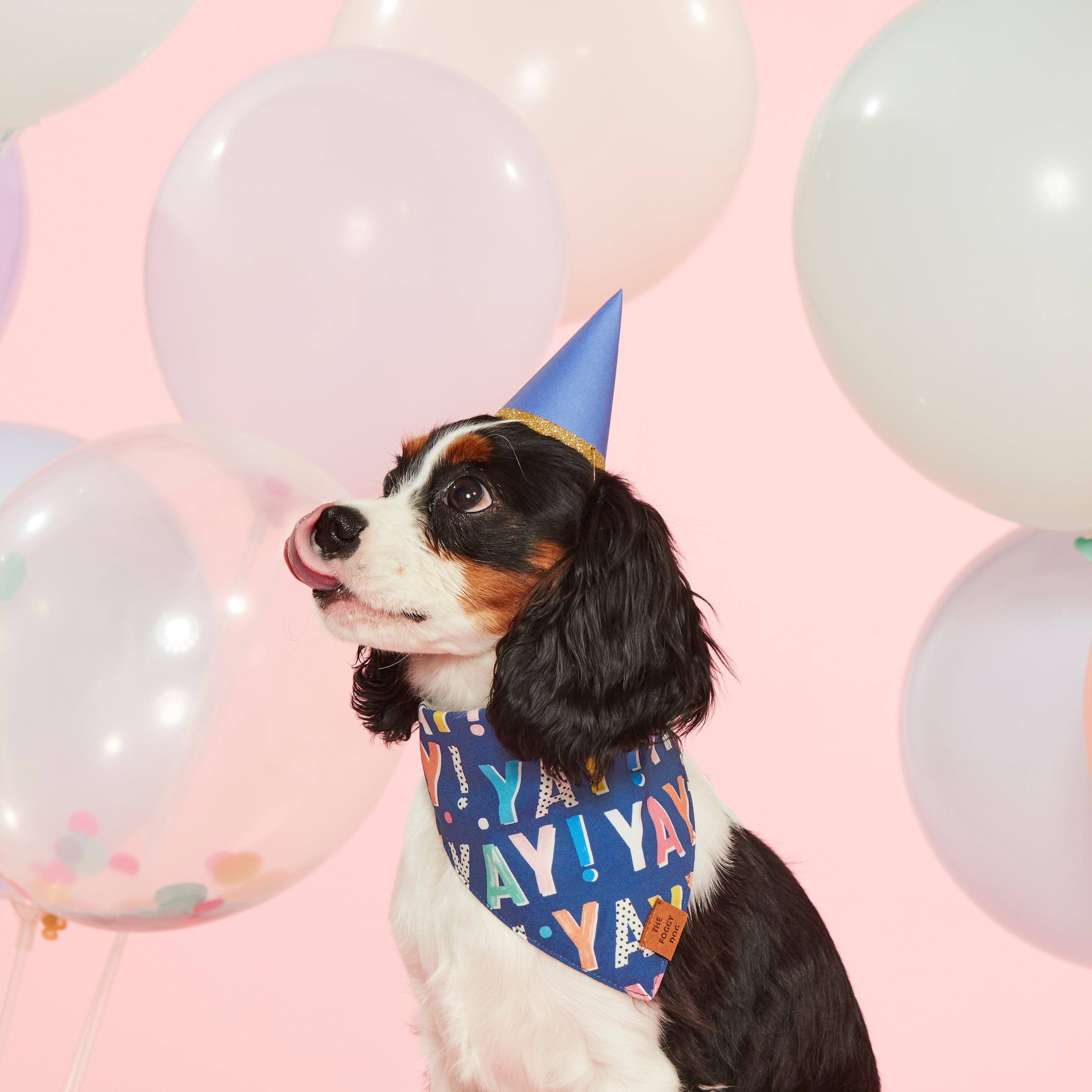 Foggy Dog Yay! Birthday Bandana for Dogs - Navy Blue Pet Bandana for Birthday Parties & Celebrations