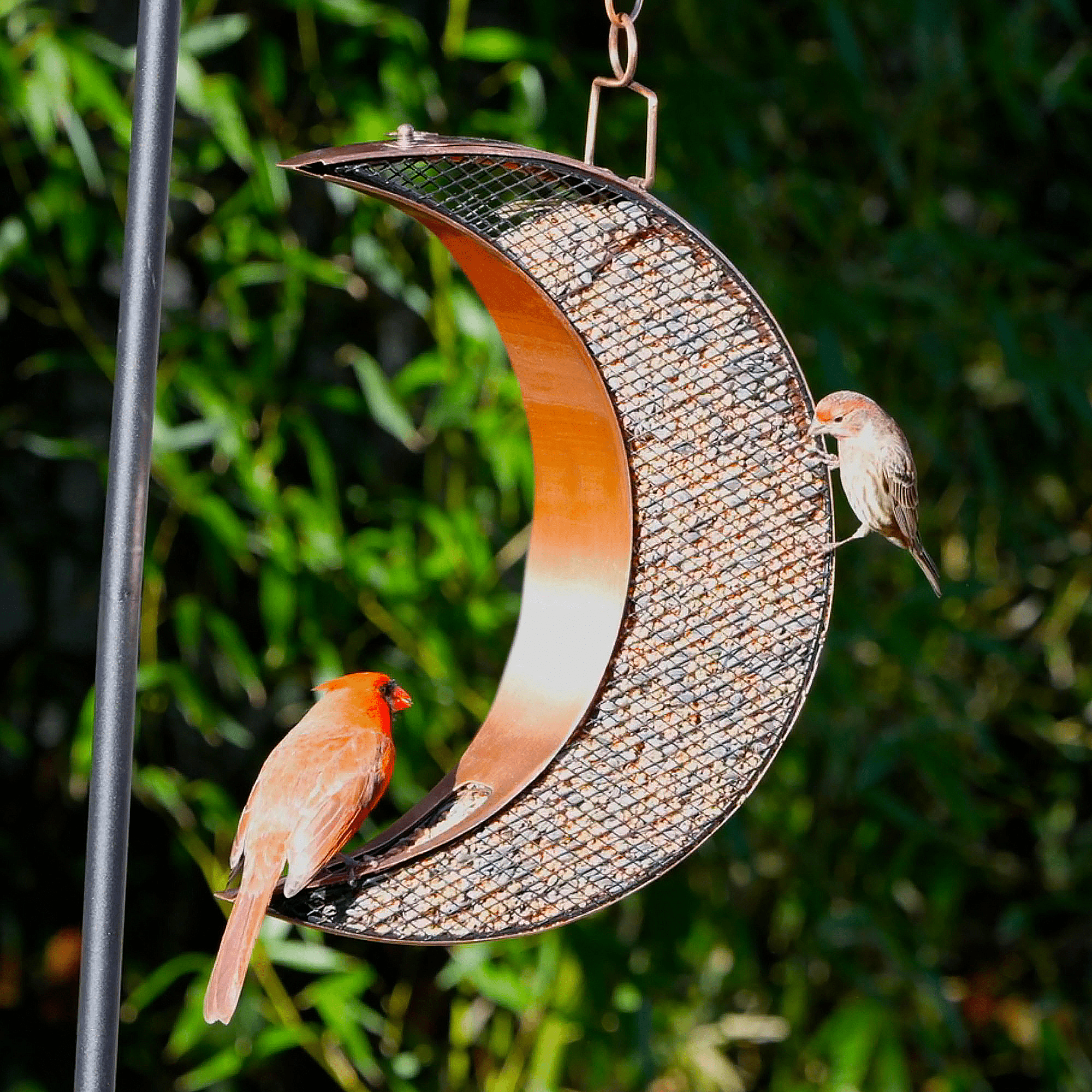 Over The Moon Copper Bird Feeder with Mesh Panels - Attract Wild Birds to Your Garden, Patio or Backyard - Perfect for Bird Watching and Outdoor Decoration