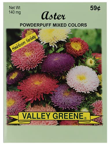 Aster - Powderpuff Mix
