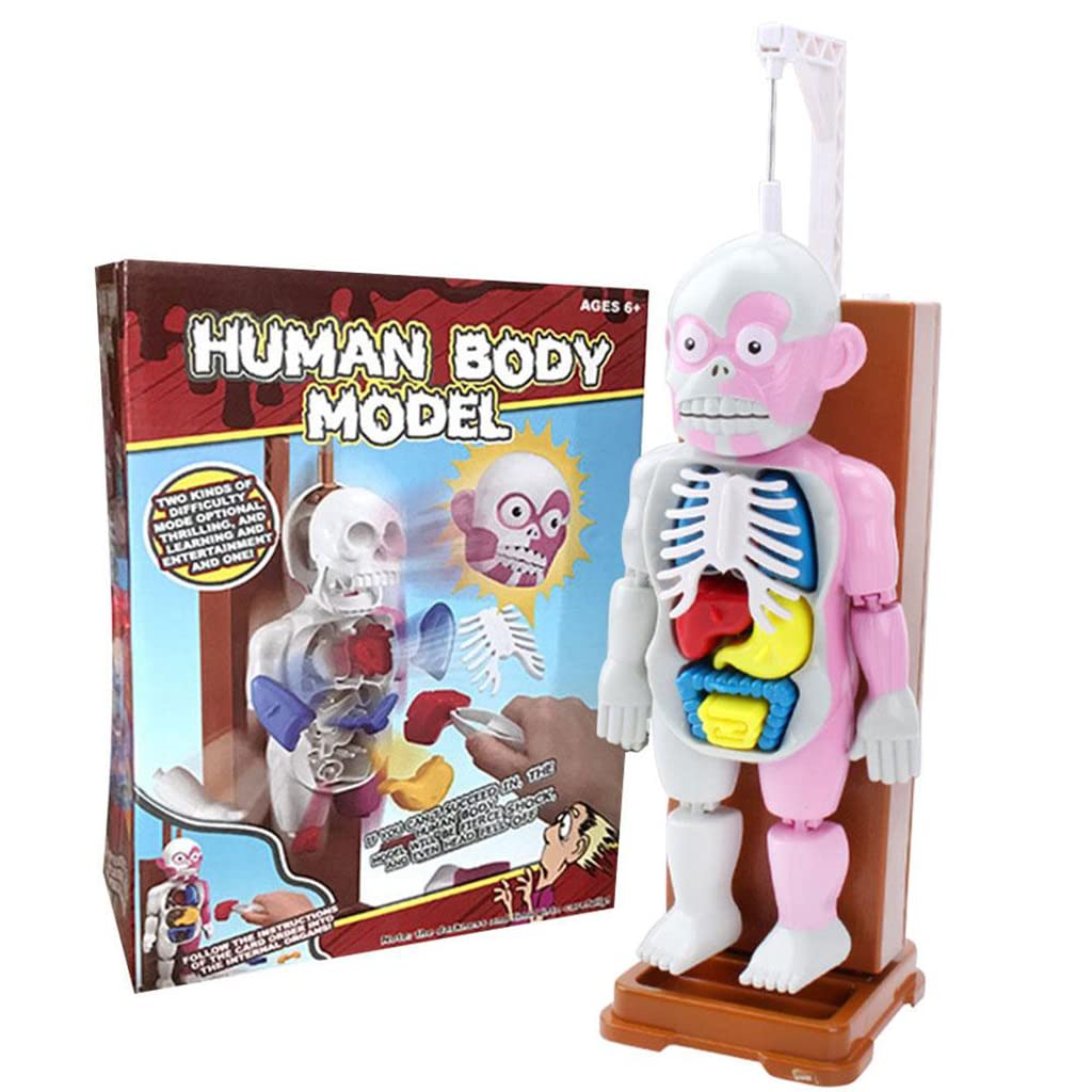 CVDMODD Human Torso Anatomy Model with 12 Removable Organs - Science Learning Kit for Medical Students, Teachers & Kids - Perfect for Classroom Demonstrations, Homeschool Education & Biology Study