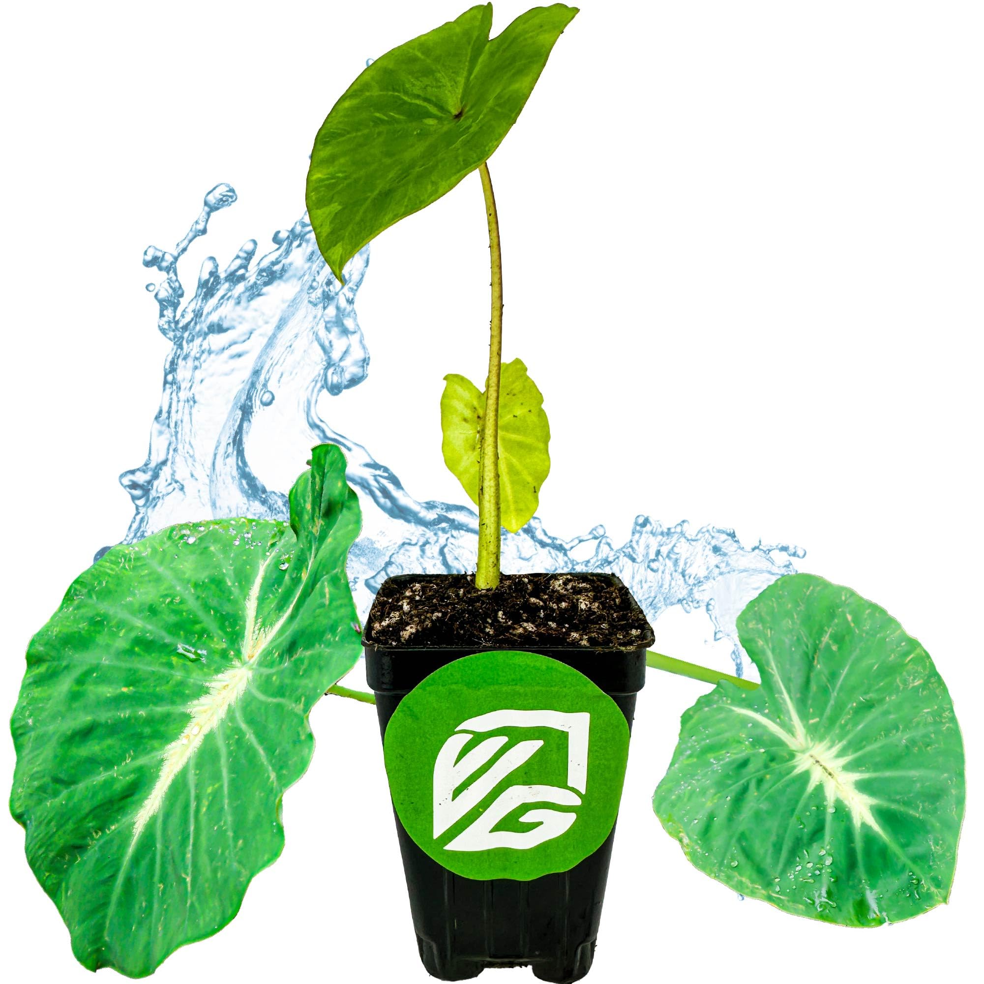 Nancyana Elephant Ear Live Plant (Colocasia 'Nancy's Revenge') - Tropical Perennial Houseplant for Indoor & Outdoor Gardens - Starter Plant from Wellspring Gardens - Perfect for Patio Decor, Poolside Landscaping & Tropical Garden Themes