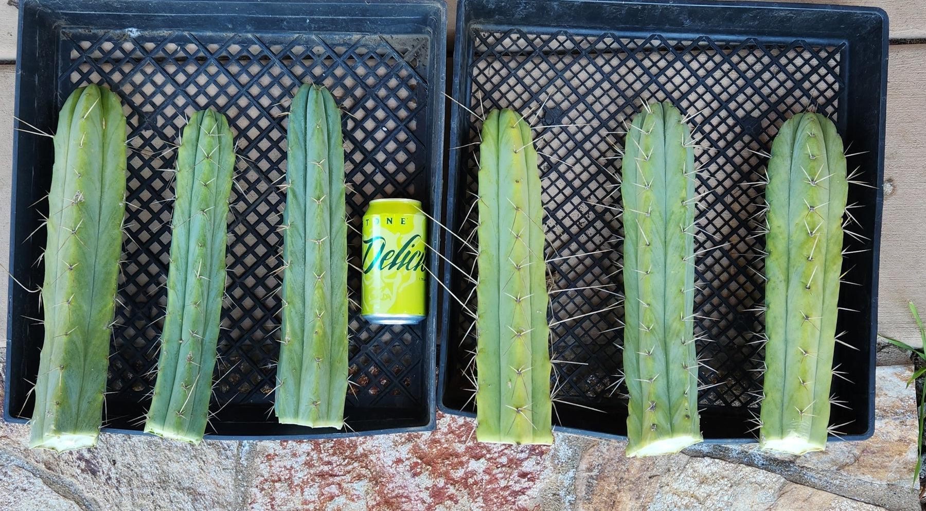 EC26 EXACT Trichocereus Bridgesii Jiimz Cactus Cuttings - Various Sizes for Home Garden, Landscaping & Succulent Collections