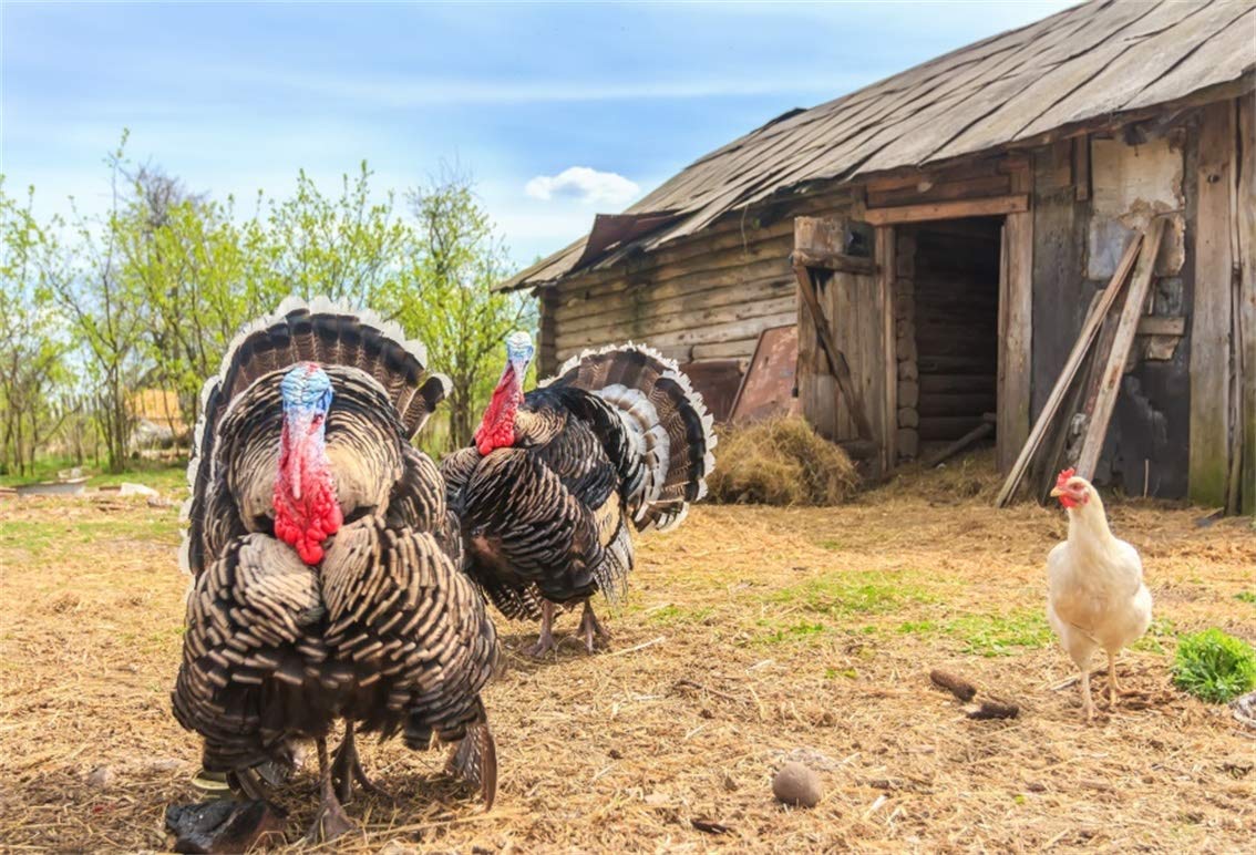 10x8ft Rustic Farm Photography Backdrop - Vintage Western Wooden Barn, Hay Bales & Chicken Coop Scene for Countryside Lifestyle Portraits, Studio Props, Vinyl Wallpaper (Perfect for Thanksgiving, Farm-Themed Parties, Baby Showers & Western Weddings)