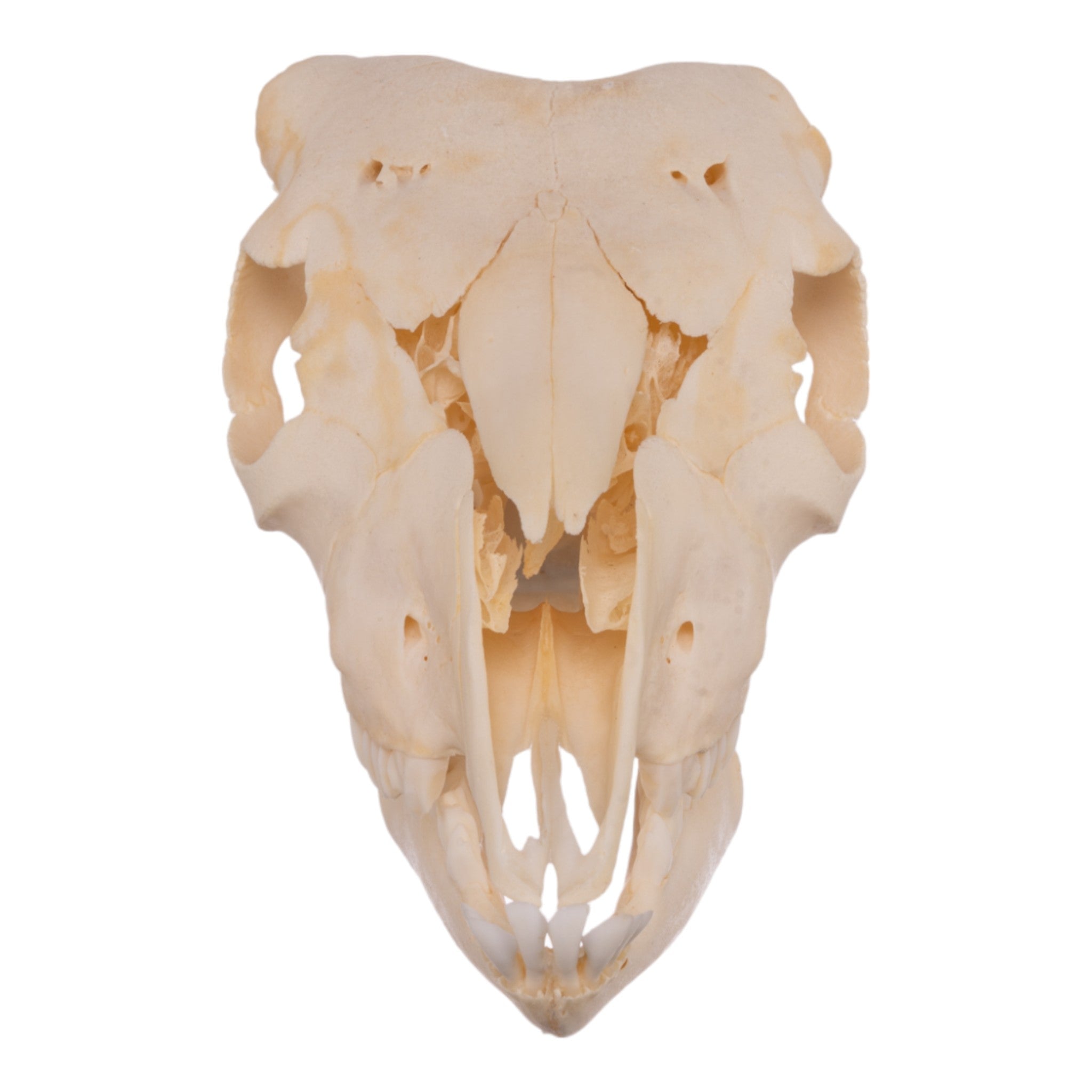 Authentic Domestic Goat Skull - Natural Adolescent Size for Home Decor, Gothic Display & Educational Use | Perfect for Halloween, Witchcraft Altars & Biology Studies