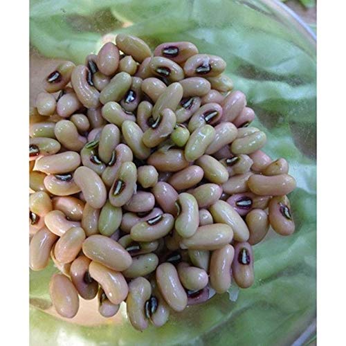 Organic Big Boy Cowpea Seeds - High Yield, Fresh Eating, Freezing & Canning - 100 Non-GMO Heirloom Seeds for Home Garden & Farm Planting - Perfect for Soups, Stews & Southern Recipes