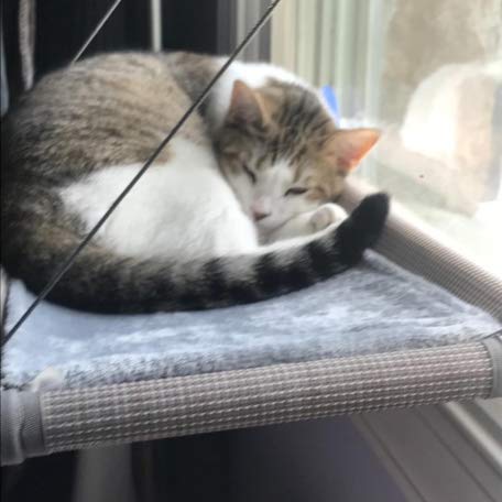 Premium Cat Window Hammock Perch - Safe & Space-Saving Cat Bed for Large Cats, Beige Set - Perfect for Sunny Windows & Indoor Cat Lounging
