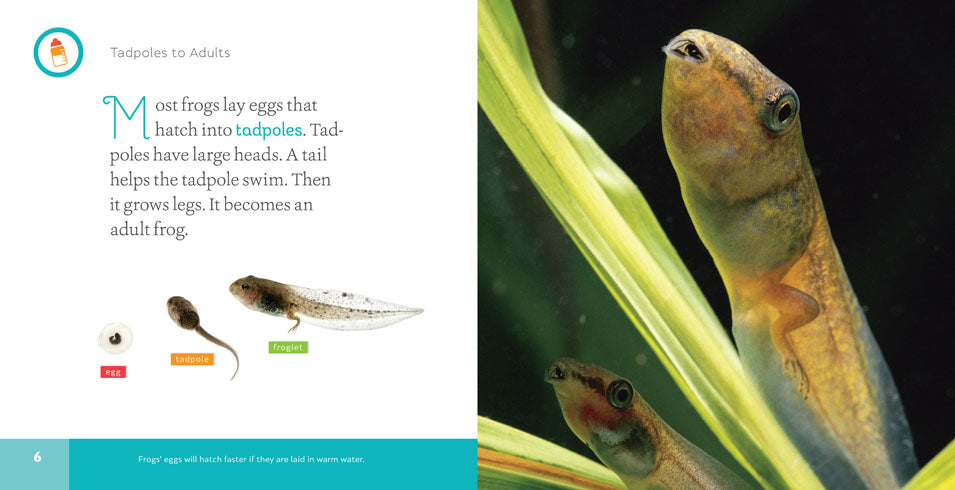 Frogs Book - ISBN 9781608186983 - Educational Wildlife Guide for Kids & Nature Enthusiasts - Perfect for Classroom Learning & Home Schooling