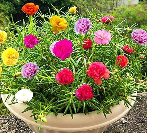 10000 Mixed Moss Rose Seeds - Portulaca Grandiflora Mix, Drought Tolerant Flower Seeds for Garden, Rock Gardens, Hanging Baskets & Containers - Perfect for Sunny Landscapes, Borders & Ground Cover