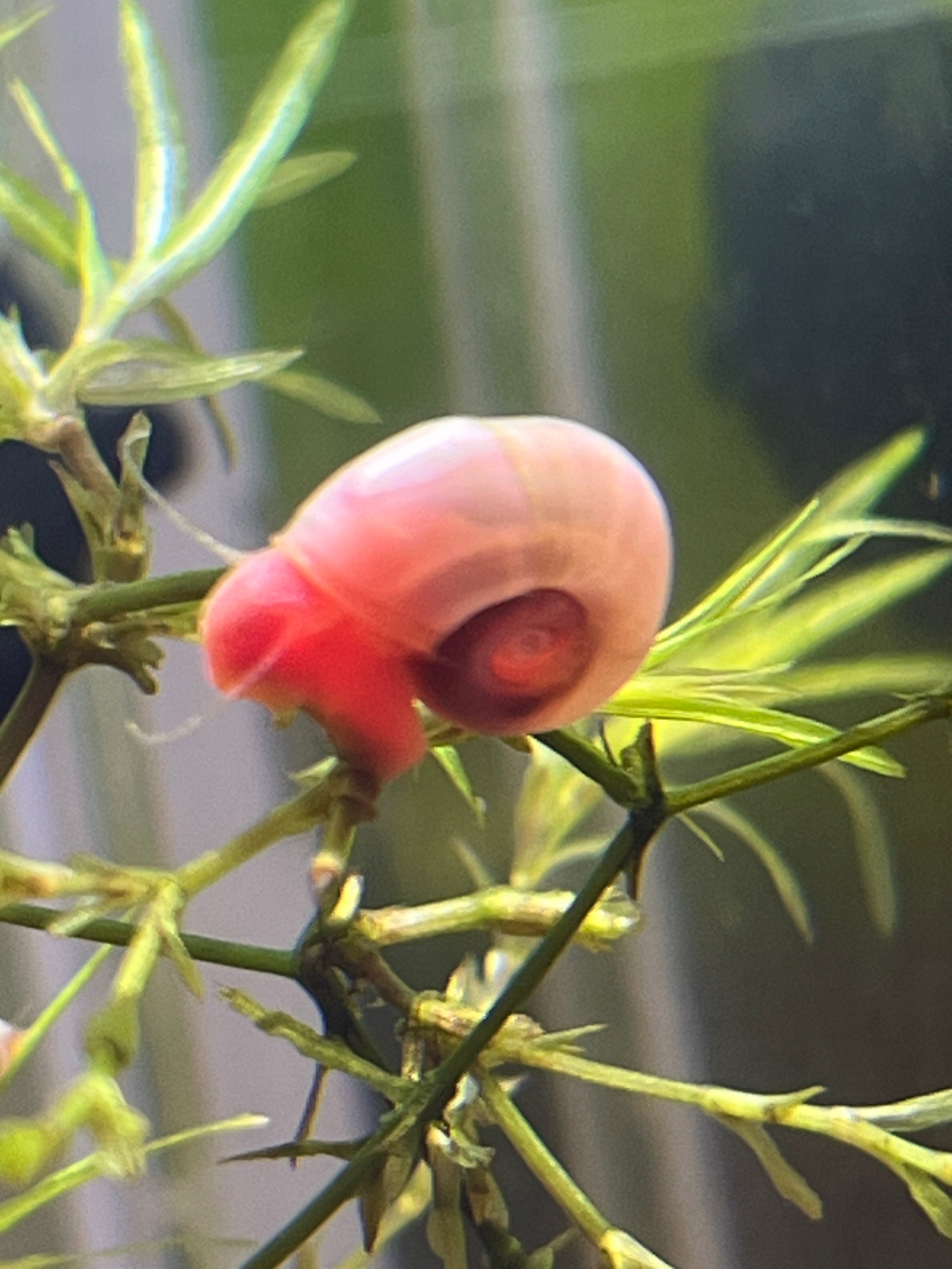 7 Live Ramshorn Snails for Aquarium – Natural Algae Eaters & Tank Cleaners | Freshwater Snails for Fish Tank | Low Maintenance Aquatic Pets | Perfect for Planted Tanks & Nano Aquariums