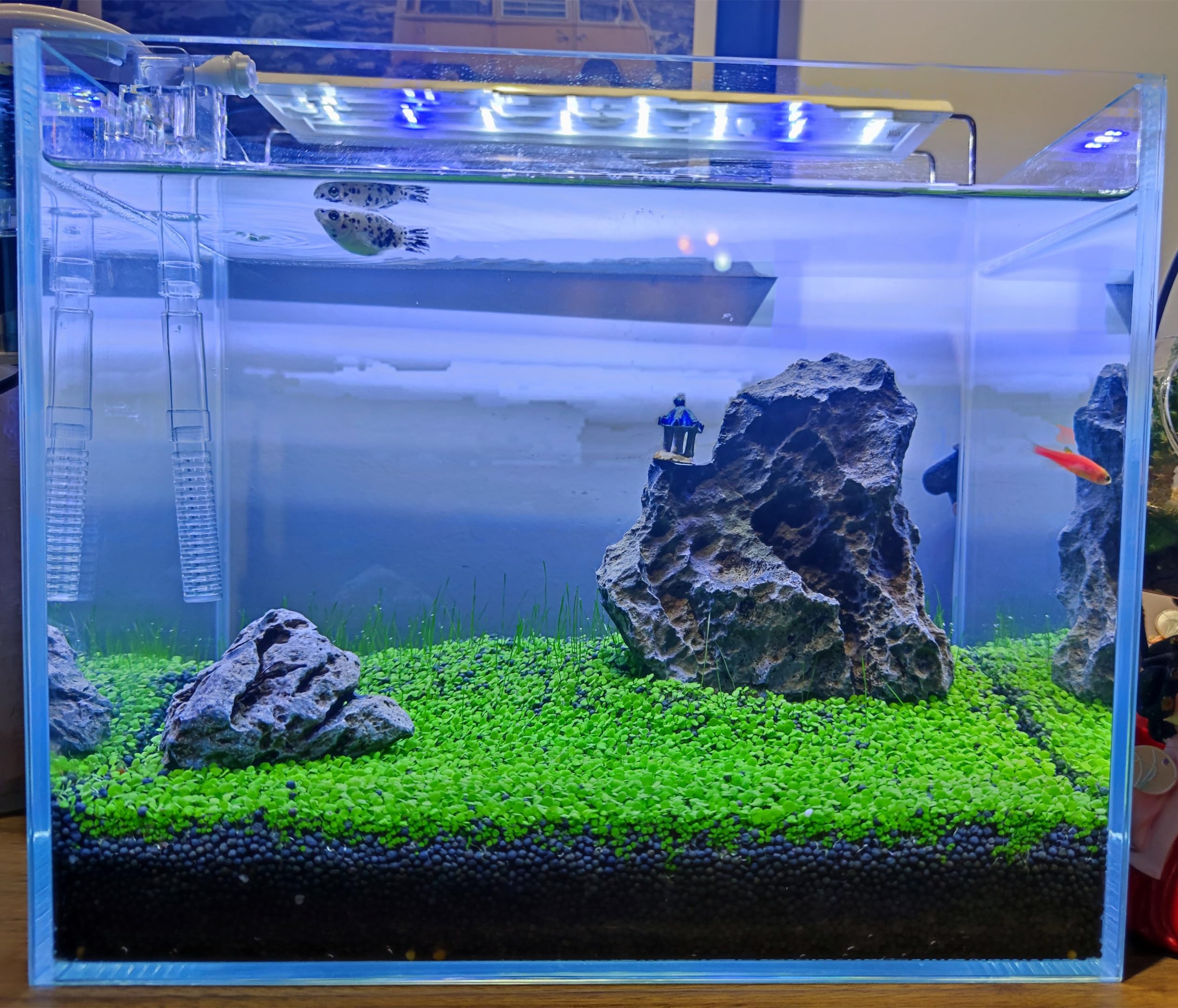 3 Pack Live Aquarium Plant Seeds - Real Grass Carpet for Freshwater Fish Tanks | Natural Underwater Plants for Aquatic Ecosystem | Perfect for Betta Fish, Shrimp & Tropical Fish Habitats