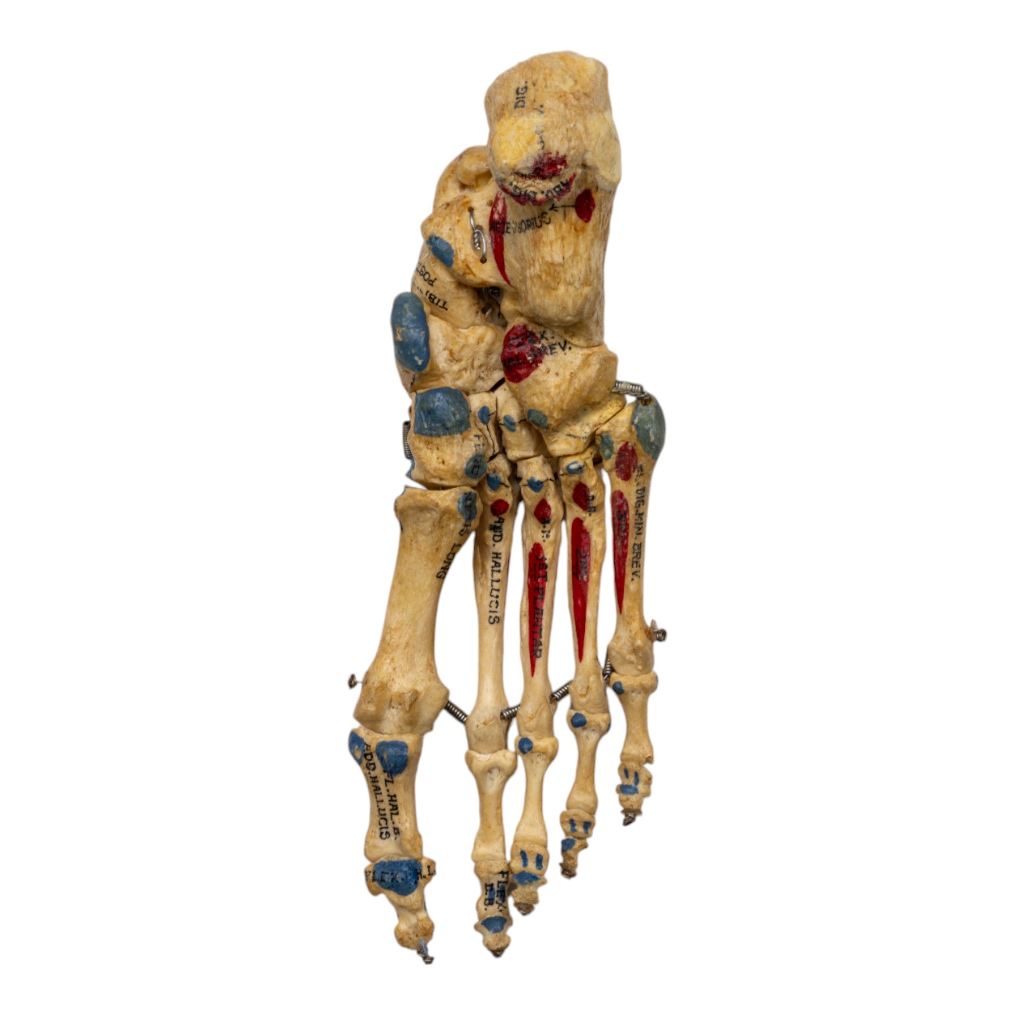 Realistic Articulated Human Right Foot Model - Painted for Medical Training & Anatomy Study | Perfect for Classroom, Lab & Art Reference